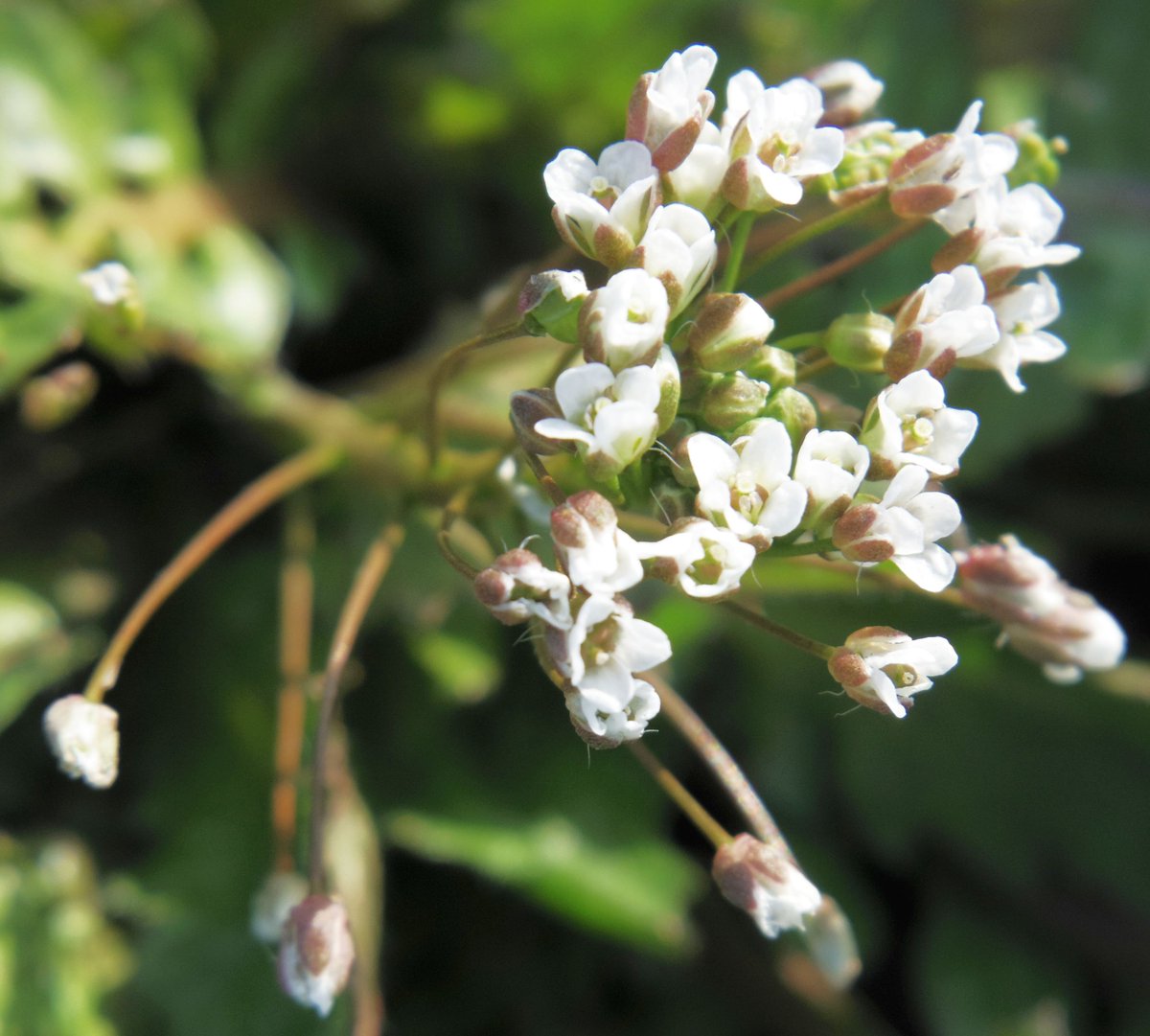 こころんグリーン 麦畑の畦にナズナが咲いていました 白い小さな花がたくさん開いています 冬の寒い時期にも ずっと咲き続けています ナズナ 白い花 小さな花 冬の花 冬 山野草 野草 園芸 ガーデニング 熊本市南区 熊本 T Co