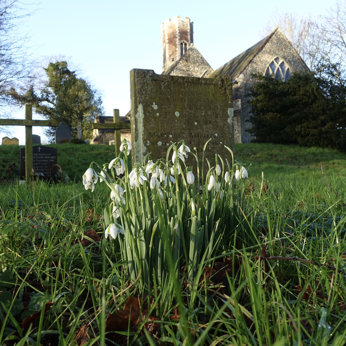 A promise of things to come. Snowdrops in flower at Brampton Church today on a fine, bright and clear January morning.