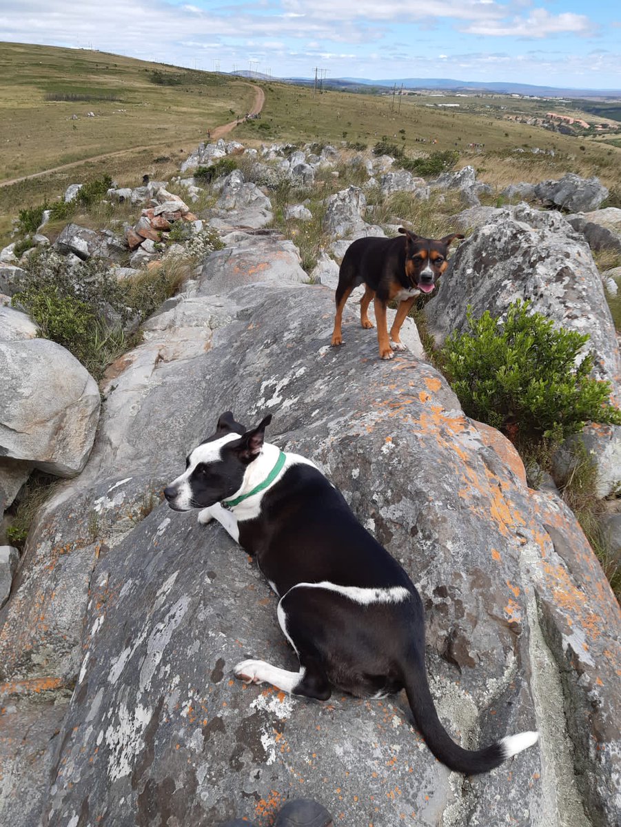 UdeMischa's tweet photo. Taking a study break. I'm Out and about with the kids, your Science Pups. Have a wonderful and blessed Sunday. 🌸❤🐩🐶🐕
#dogsoftwitter #dogs #phdchat  #pitbull #stempets #puppylove #sciencepups #dogsforstem https://t.co/8v1zo5vJbM