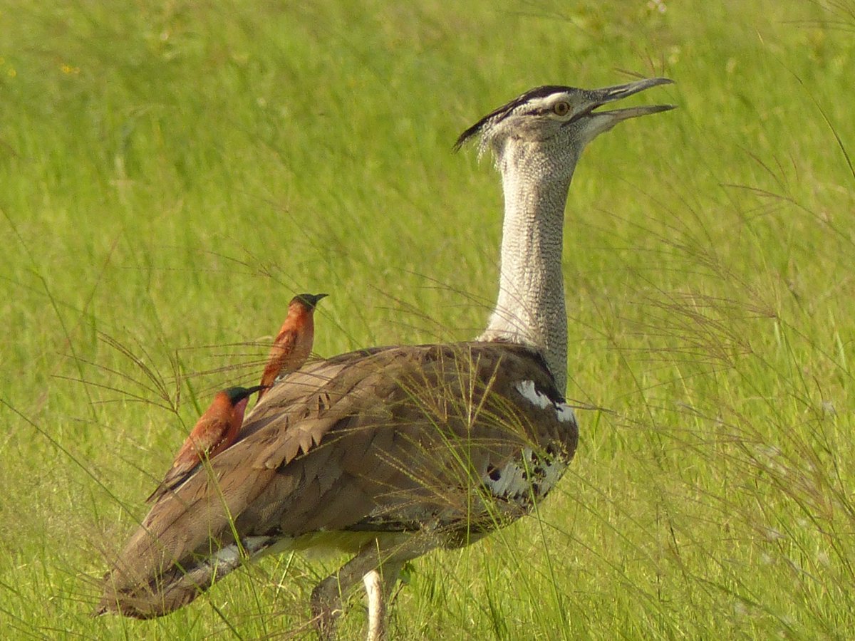 벌잡이새들은 아프리카큰느시가 초원을 걸을 때 도망가는 벌레들을 잡아 먹기 위해 큰느시를 타고 다닌다.
