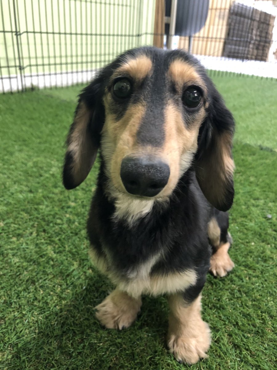 ダンボくん Twitter Search Twitter