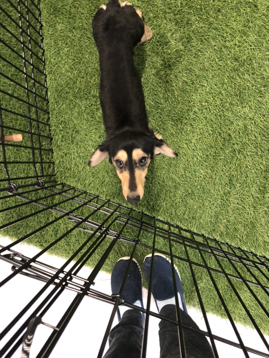 ダンボくん Twitter Search Twitter