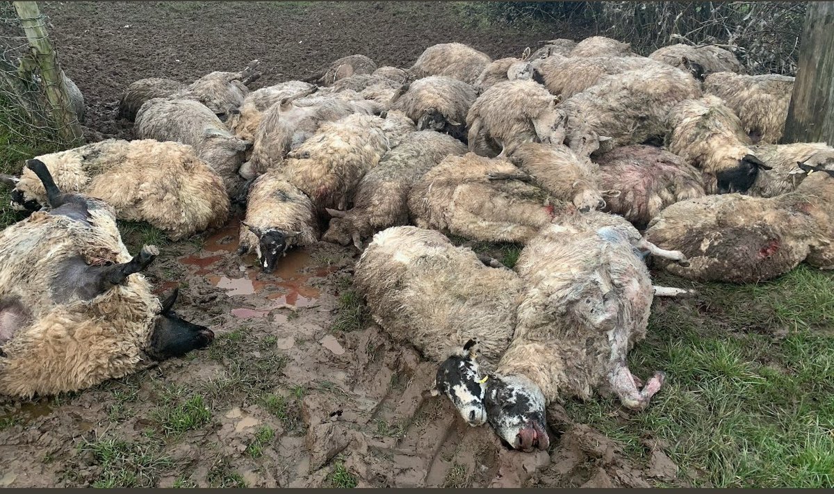 Lorna_LandH20's tweet photo. Another story of livestock worrying, sheep deaths &amp; crop losses due to all accessing the #countryside. To ensure ALL enjoy the experience, land owners and the public let’s follow the countryside code. Lambing is fast approaching so keep dogs on the lead. @NFUCymru @gwentpolice https://t.co/Gkhjlp9rWY
