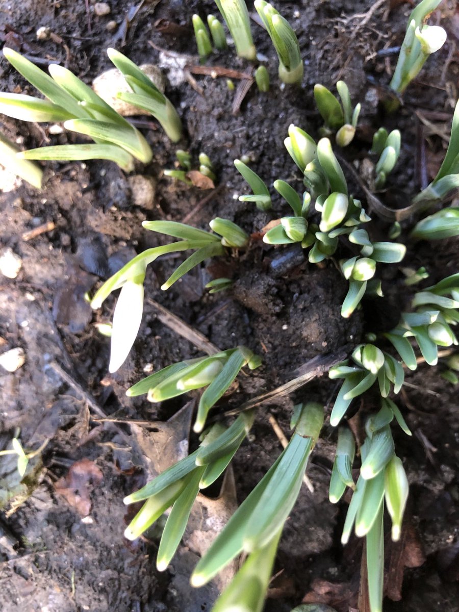 Spring is erupting in the garden . The sign of snowdrops always lifts my spirits . Role on spring . #bulbs #welbeing