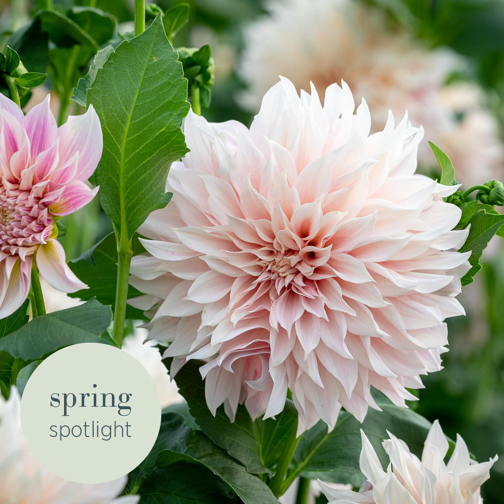 Spotlight on: Dahlia ‘Café au Lait’. Huge, pillowy flowers which open pale pink then fade to the perfect colour, a warm cream-blush, which mixes well with so many different colour combinations.