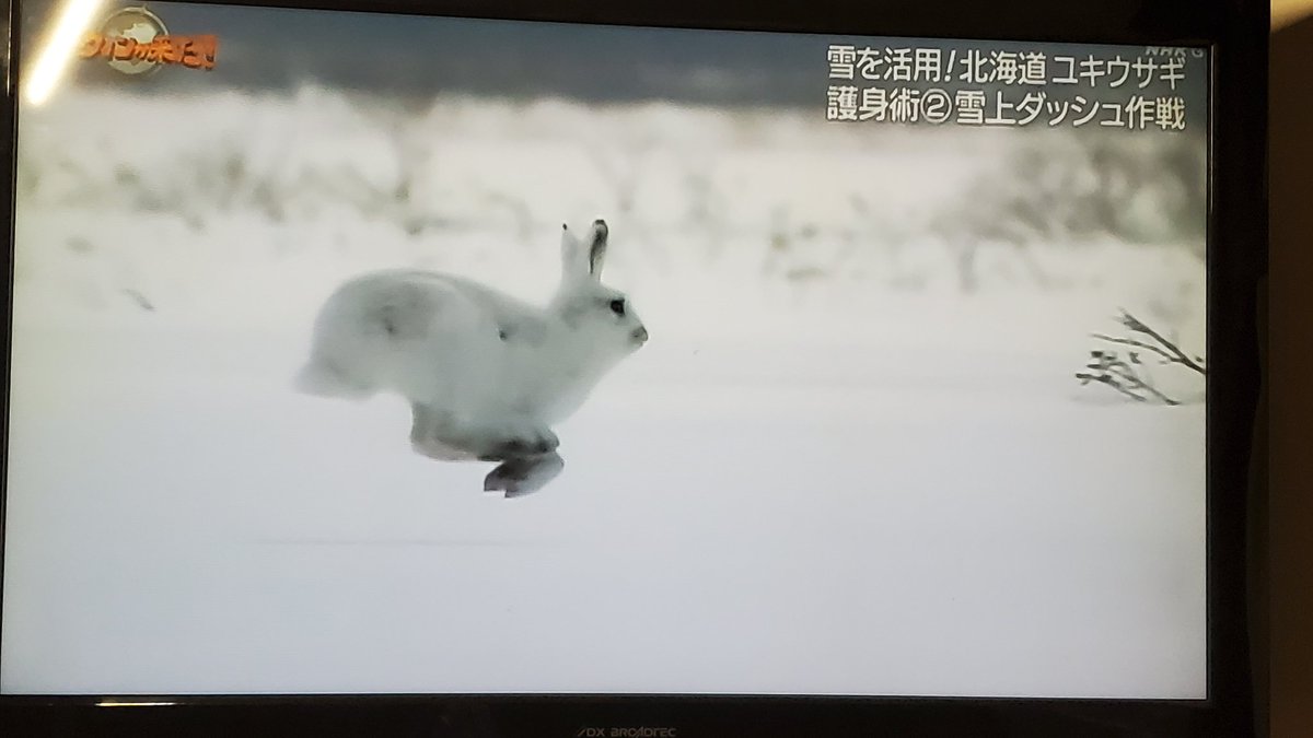 ダーウィンが来た ユキウサギ 反応ツイート備忘録まとめ 21 01 17 25ページ目 Togetter ダーウィンが来た ユキウサギ 反応ツイート備忘録まとめ 21 01 17 25ページ目 Togetter