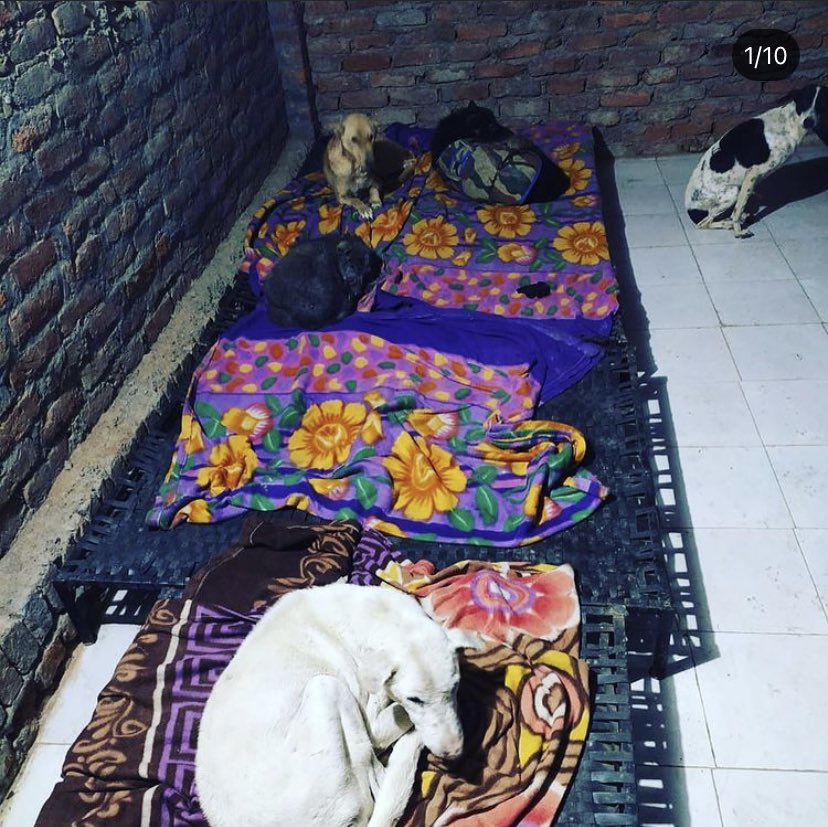 GitanjaliDas89's tweet photo. Earthlings Trust #Noida had to stop full-scale ops due to low funds. Since they are solar-powered, they use angeethis (braziers) to keep their rescued dogs warm. But they don’t have money for coal. Pls donate to help. Details in last photo or donate here: https://t.co/wIMbUk6caD https://t.co/gSntrC87TT