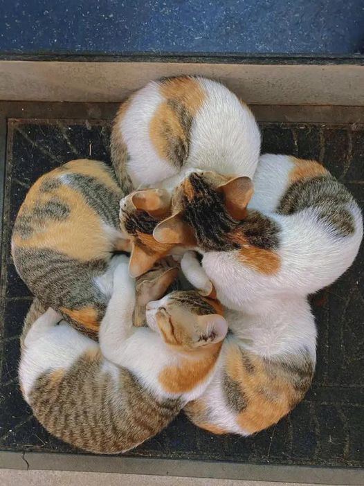 thiet_pc's tweet photo. Blooming 🌸
#meowcoin #meow #cats
@cctip_io airdrop 2000 meow 200 https://t.co/Qw2d2DrdHx