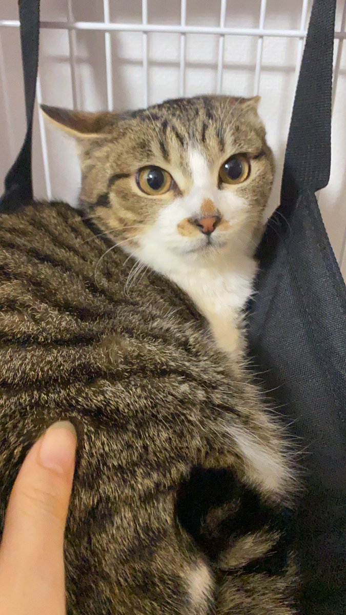 knowthegoal's tweet photo. とうとう念願だった保護猫さんをお迎えしました
保護されて1ヶ月、まだまだ人に慣れてないけどめちゃくちゃかわいい
ゆっくり家族になろうぜい
 #保護猫さんと暮らす #猫をTLに流しちゃおう https://t.co/bnO2GEEpp3
