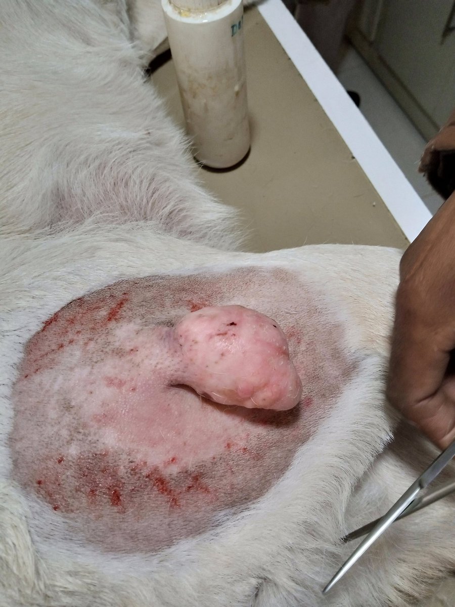 DrRiazNoonari1's tweet photo. #AppointAllSpscWrittenQualifiedVeterinarian 
A tumor surgery on hind leg of dog done by me 🐕 🐕🐕🐕 https://t.co/oKVGFkCzQv