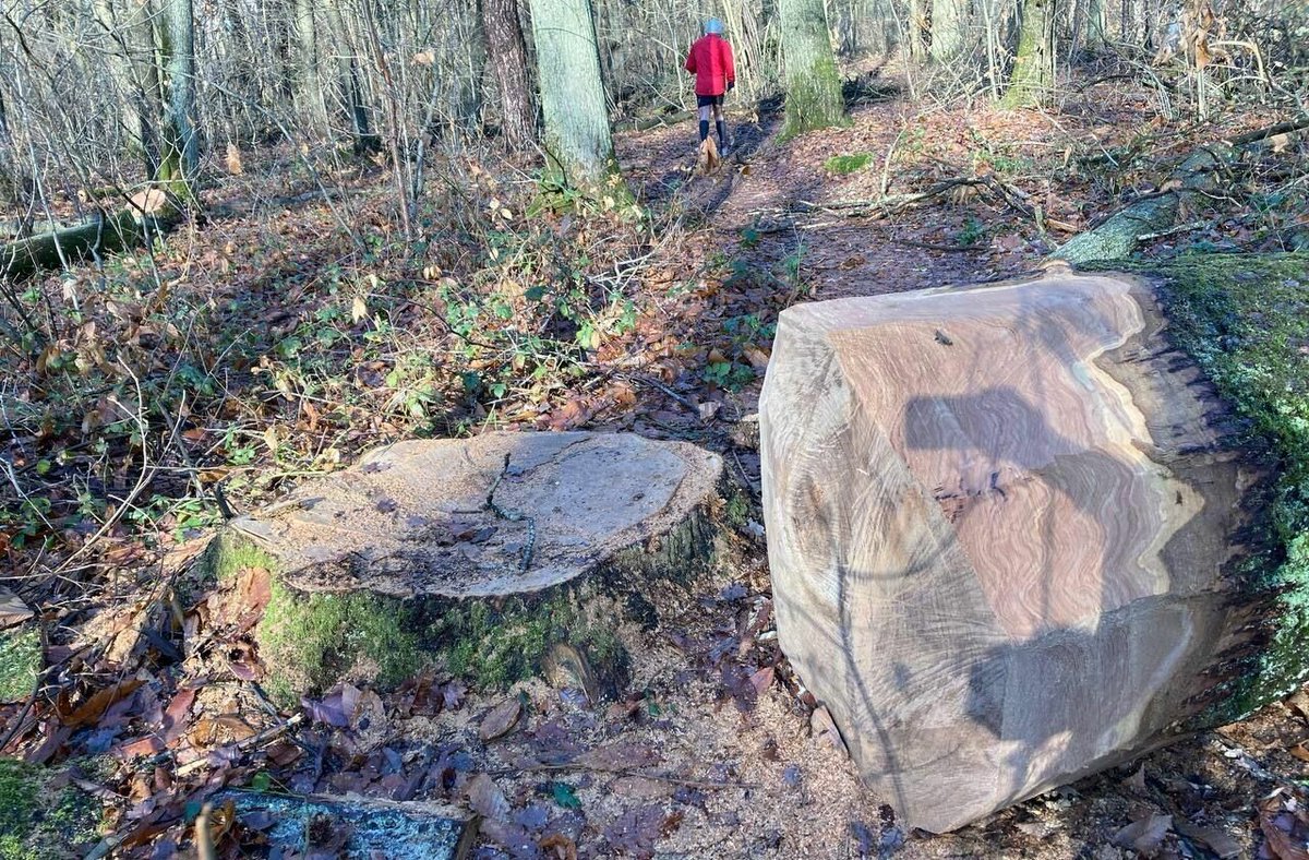 leparisien_78's tweet photo. Yvelines : dans la forêt de Verneuil, 2 500 arbres abattus à cause… de la sécheresse
➡️ https://t.co/PaK2F6vQsF https://t.co/xj29JNqEfd