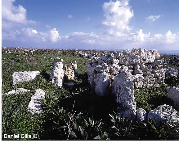 She walked while eating beans & sorting flax, baby round her neck, holding a large stone. She built a round dwelling in the village of Ta’ Ċenċ The house was known as Id-dura tal-mara, the woman’s dwelling. From there she carried large stones to Ġgantija.  #Archaeology31  #Folklore  