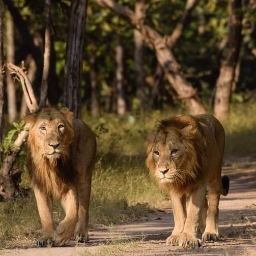 The lion is the pride of Gujarat. #WWF #wwfgujarat #Gujarat #Lions #wildlife #WildlifeGujarat