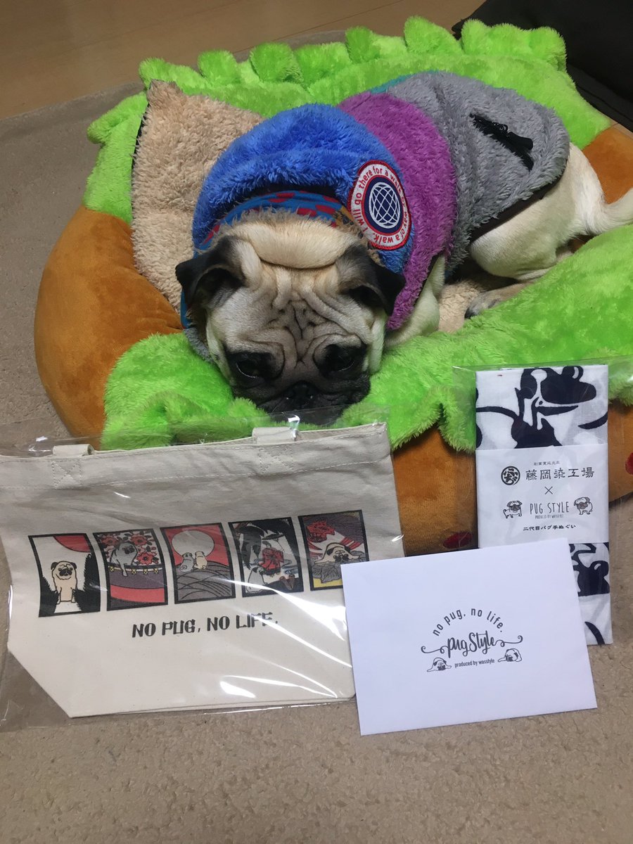 shironoah's tweet image. すごく可愛いの届きました😌

パグの正装=手ぬぐい
お散歩トート

あんまり興味が無さそうなのはご愛嬌😒

#pugstyle 
#pug 
#パグ
#puglife 
#nopugnolife