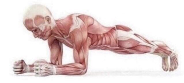 Опорно двигательный аппарат скелет. Мышцы человека презентация. Виды мышц с примерами. Мышцы человека. Мышечная информация.