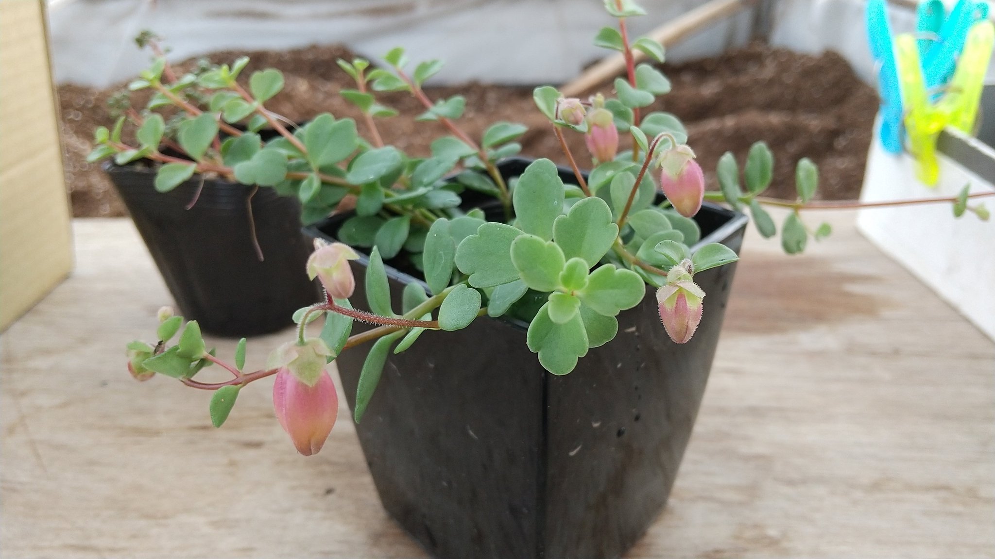 翠峰園 カランコエ フィフィ サンプル的に作ったコですが 蕾がー ヽ ノ 花が咲くのが楽しみです カランコエ カランコエフィフィ 吊り鉢にしようか小さい鉢にしようか悩み中 どちらにしても黒鉢ではないな 色がある植物かわいい 岐阜県 翠峰園 カランコエ フィフィ サンプル的に作ったコですが 蕾がー ヽ ノ 花が咲くのが楽しみです カランコエ カランコエフィフィ 吊り鉢にしようか小さい鉢にしようか悩み中 どちらにしても黒鉢ではないな 色がある植物かわいい 岐阜県