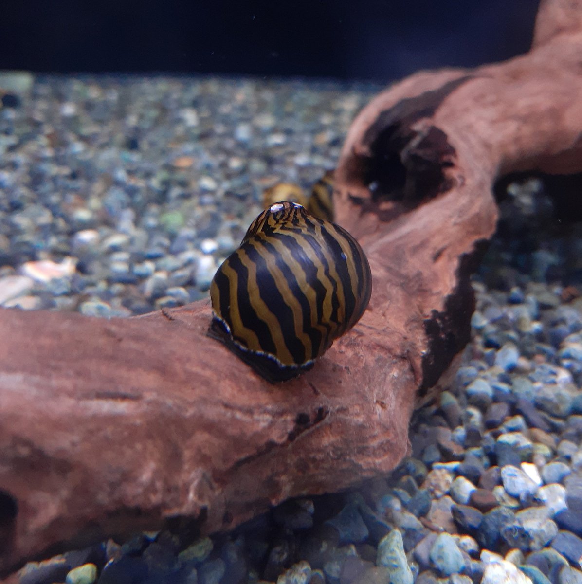 淡水魚水槽 淡水魚水槽
