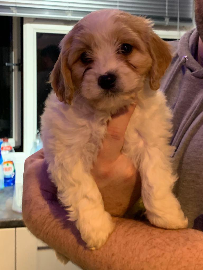 Meet our new, chief taste tester, Bailey the Cavachon! The new member of the Chester’s Canine Cookies family.