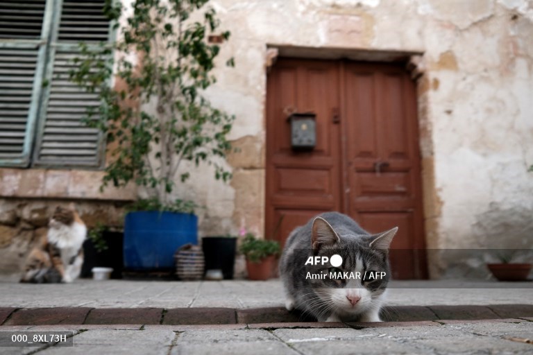 AFPphoto's tweet photo. Cyprus cats out in the cold as pandemic bites #AFP 
https://t.co/AdvCJKCEFB
📸 Etienne Torbey https://t.co/tc92KPc2W9