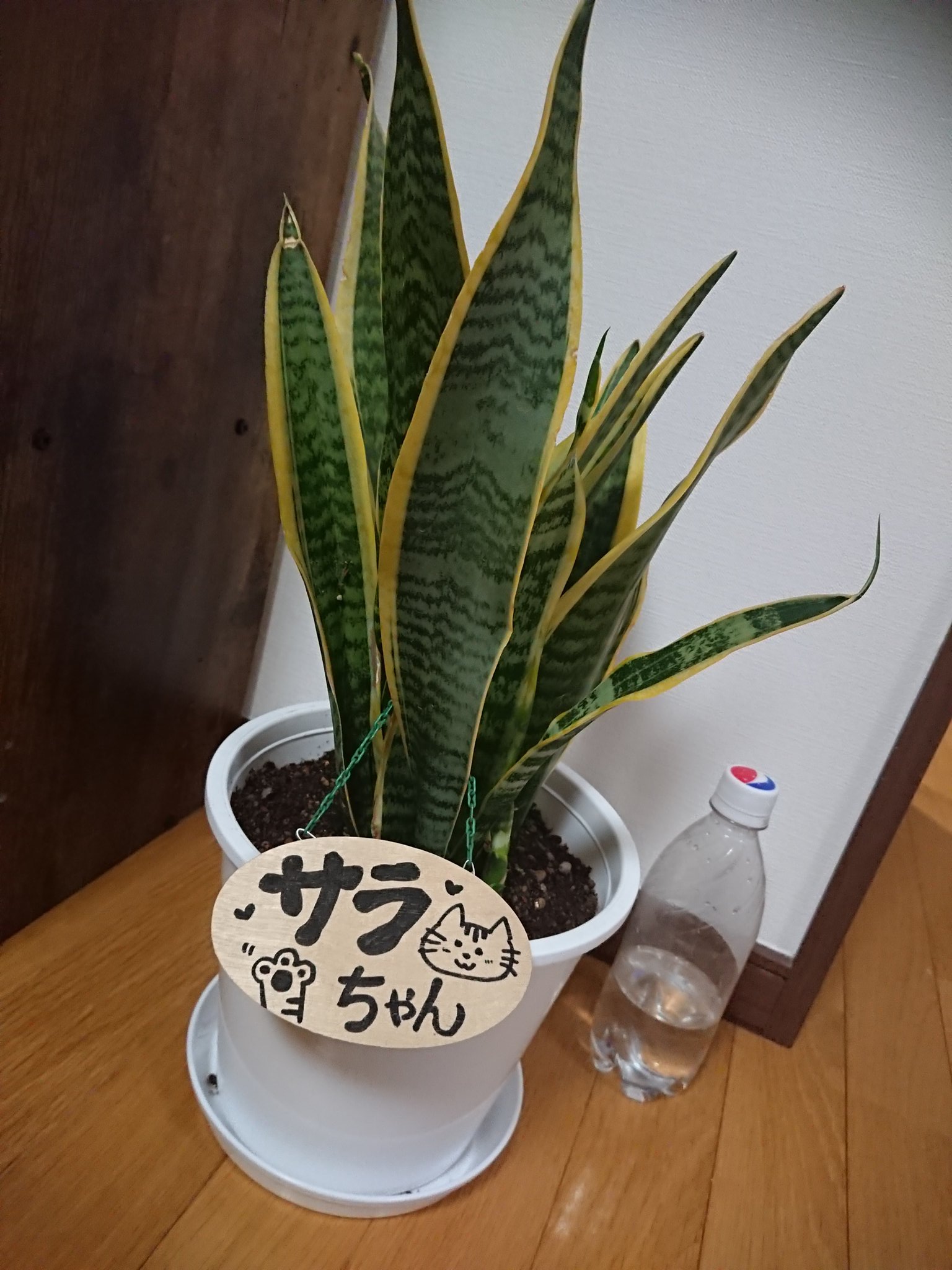 ひかる 85goom Twitter