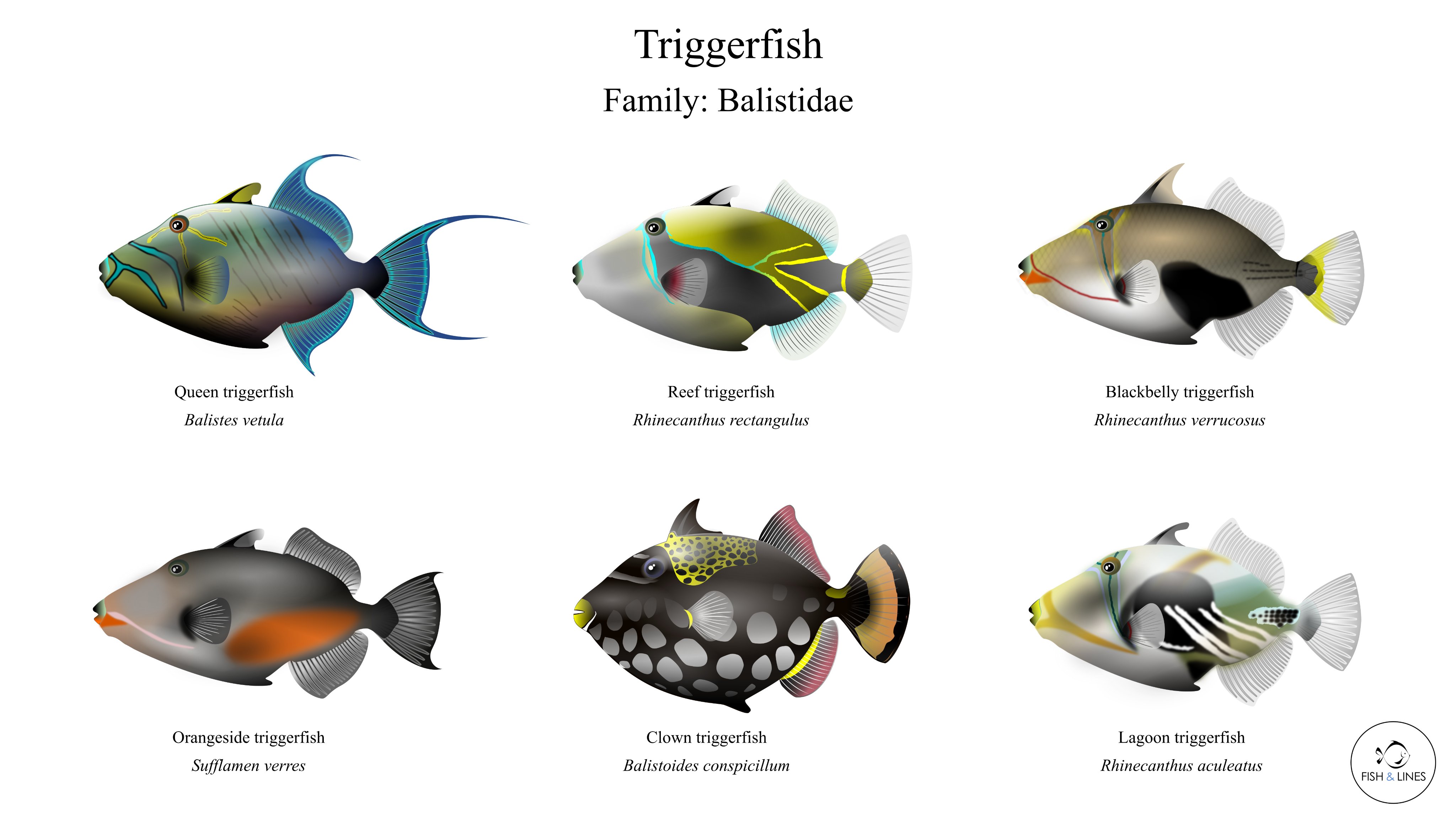 FISH and LINES on X: Here is my illustration of six triggerfish from  around 40 documented species across the world's seas. Species within the  family are known to use a 'trigger' spine