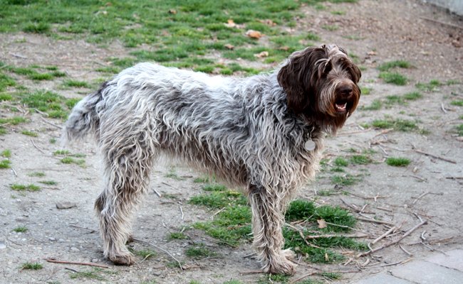 Petit thread expérience personnelle à propos d'un problème lié à un chien de  #chasseJ'ai rencontré un cuniculteur (non la team  @EtangsDe il s'agit bien dun eleveur de lapins ) il y a de ça quelques années sur une chasse
