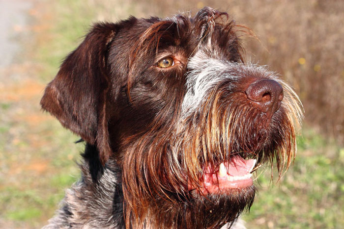 Le lundi arrive, on se croise au taf il il me parle du cuniculteur et, surtout, de son chien..."Tu te rends compte, il est tout maigre, y dors à l'cour pis y passe s'in temps à gueuler"La conversation continue sur un "avec ma femme on pense contacter la spa pour signaler"