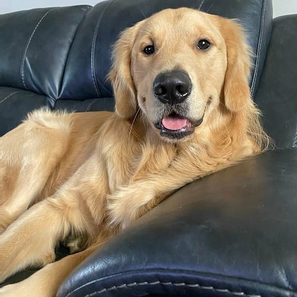 jensmy40's tweet photo. @AmyFreeze7 
#bigdogsunday 
Happy Sunday from Myles ❤ https://t.co/dgvp51RZXs