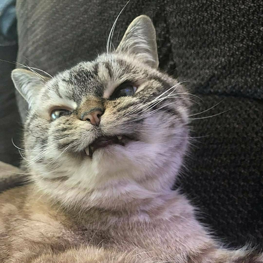 catrovacer's tweet photo. İşti kir işti yir https://t.co/QDK4JTzey1