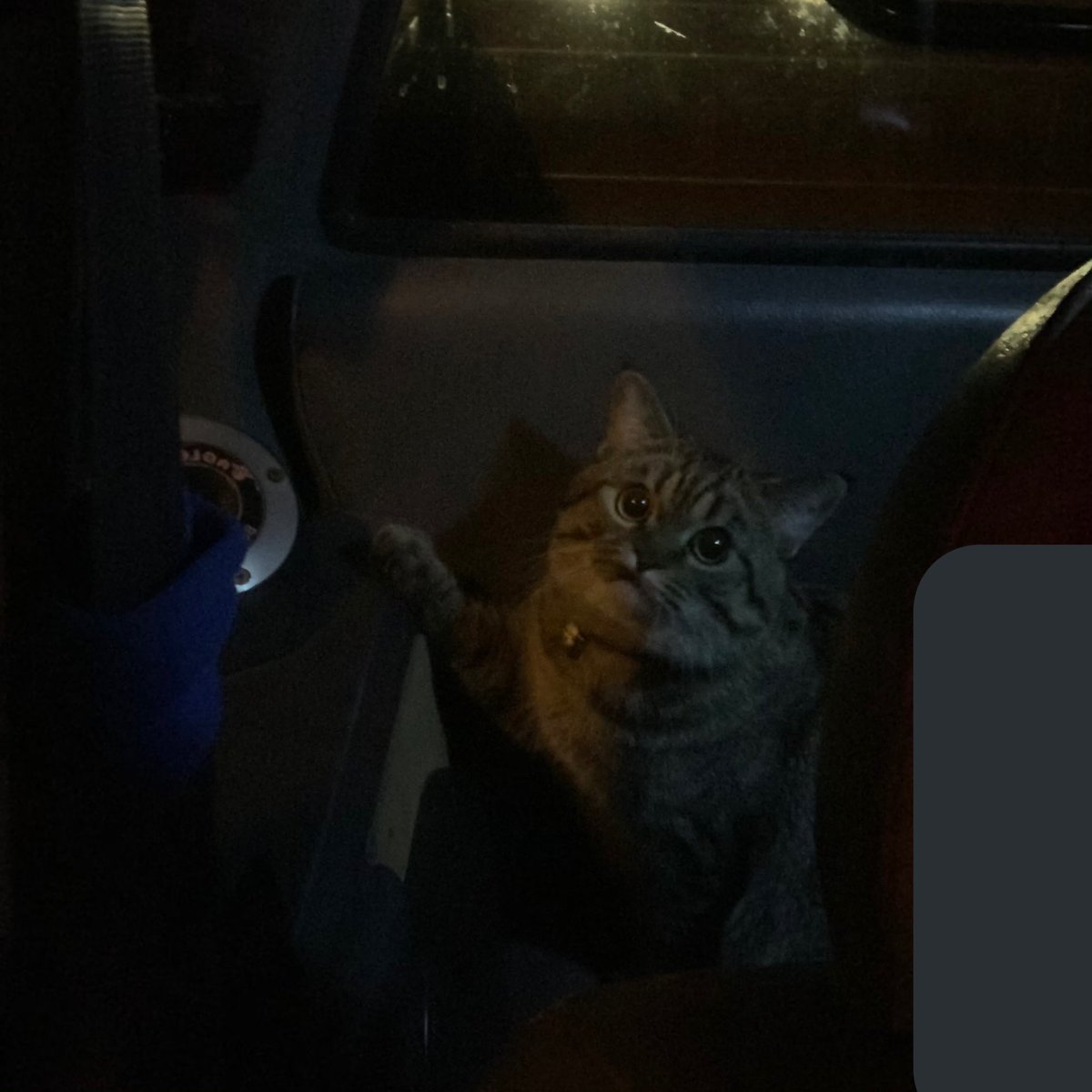 ไม่เคยเอ็นดูแมวตัวเองเท่านี้มาก่อน 555555 คือพาขึ้นรถออกมาข้างนอกคงกลัวโดนพามาปล่อยปะ นั่งมองข้างทางแบบจริงจังมากพร้อมมือพาดตรงลำโพงเหมือนกูตอนเด็กที่นั่งมองข้างทางเพื่อจำทางกลับบ้านอ่ะ อ่ยยยย