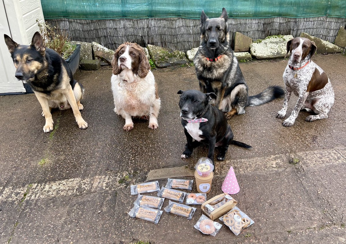 Retired Police Dog Stella the Staffie tweet media