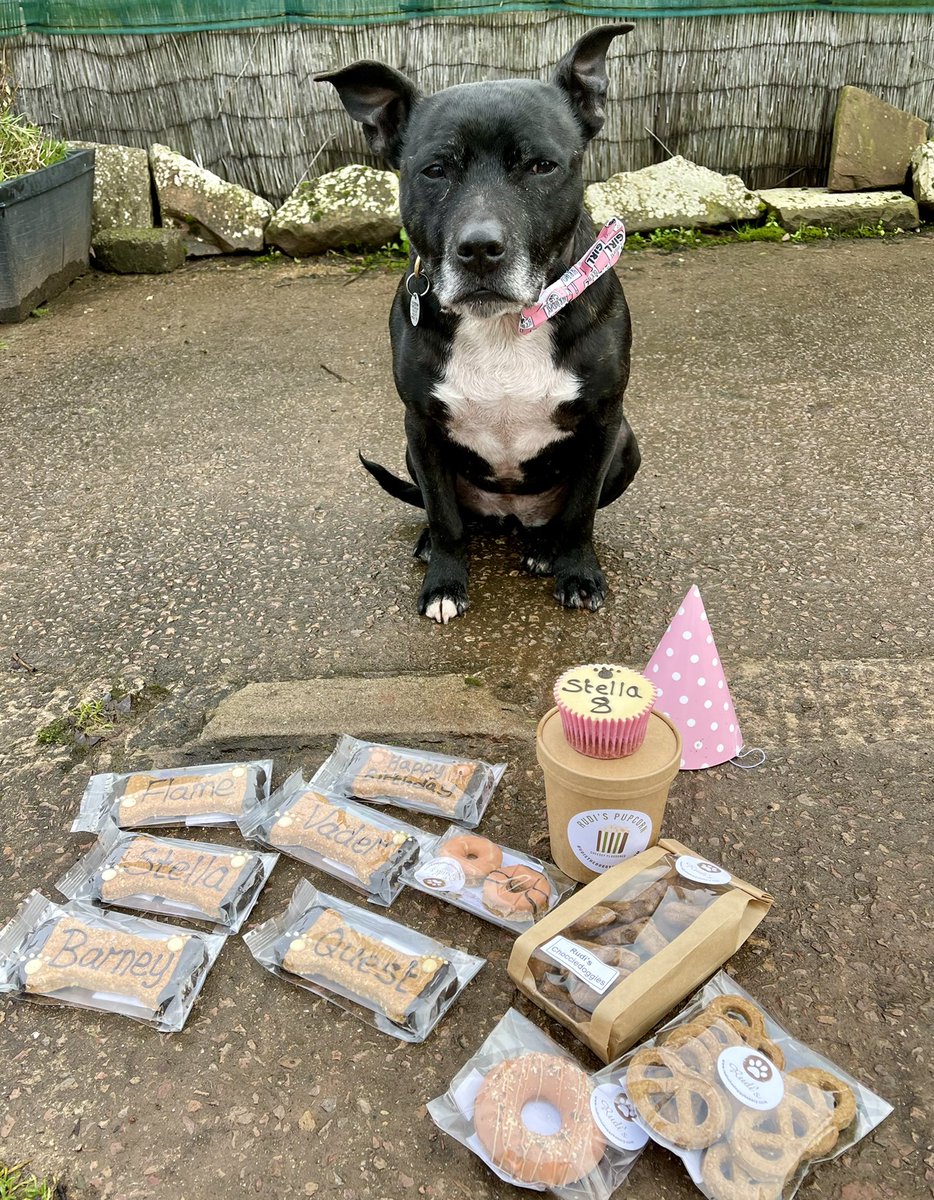 Retired Police Dog Stella the Staffie tweet media