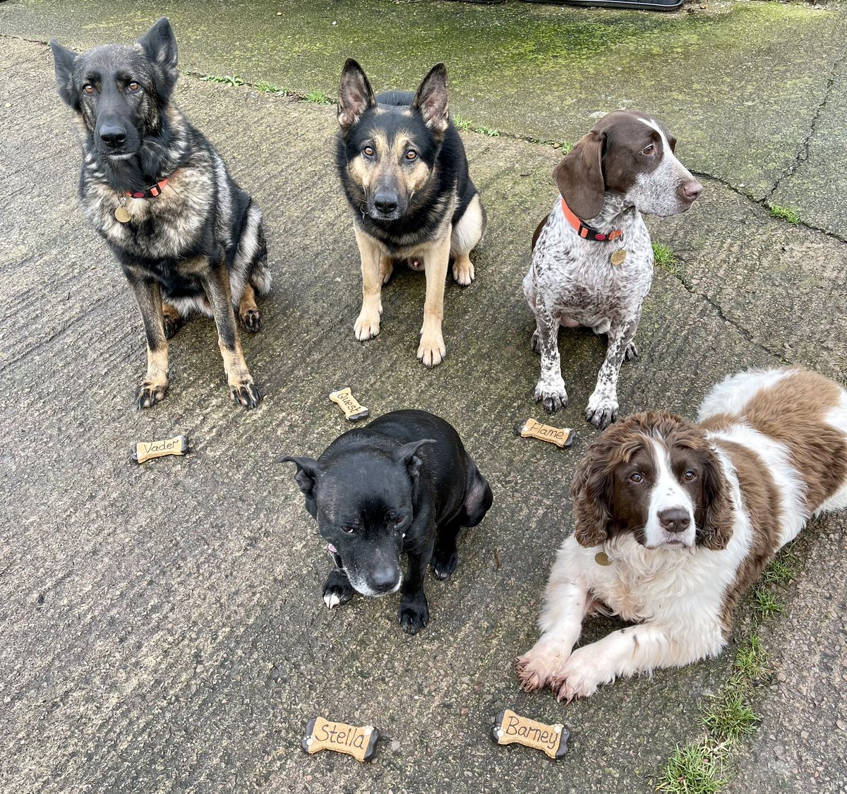 Retired Police Dog Stella the Staffie tweet media