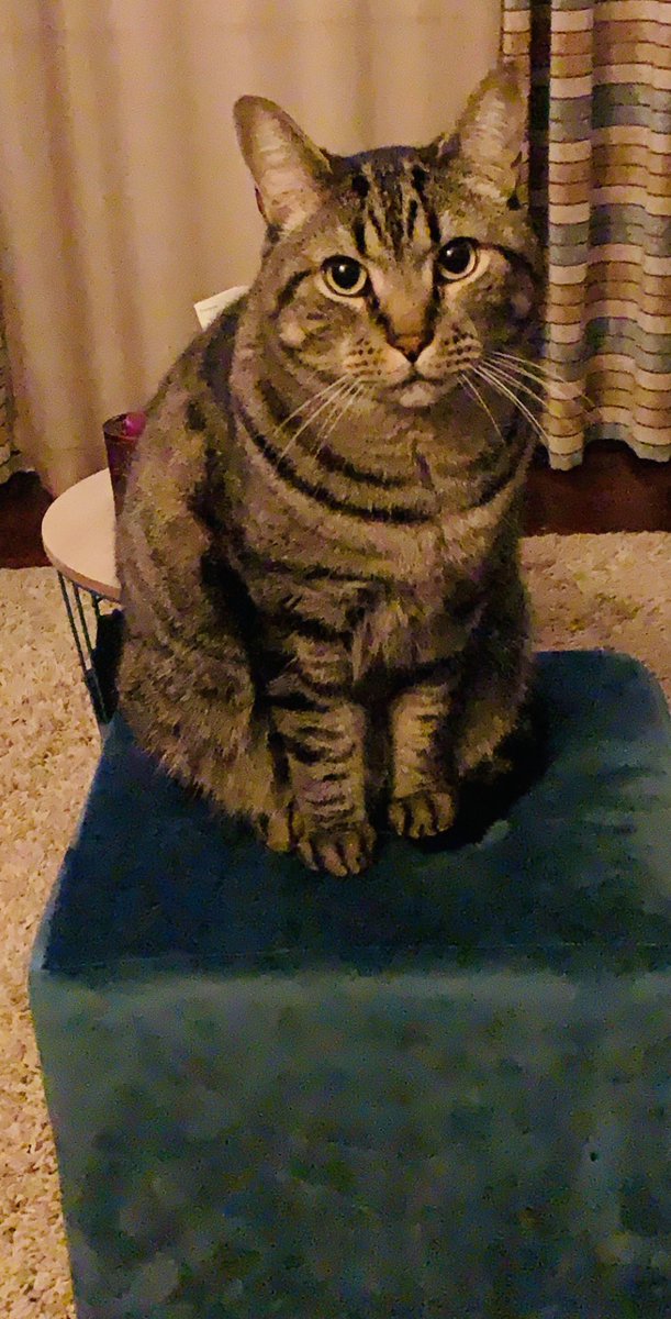 My beautiful baby 🐱 #cats #azores #portugal