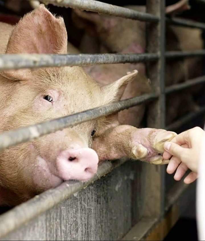 Willfully consuming dead animals while we can live happy & healthy on a plantbased diet is a hateful violent act.
~ Every human 2050 ~ https://t.co/5BTQTdIq4v
