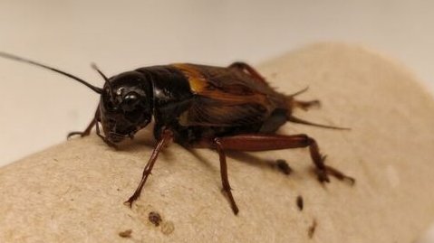 Hanne Løvlie (@dr_lovlie) on Twitter photo Human drugs leak out into nature - our new paper on how drug affecting dopamine and serotonin also affects cricket behaviour, is out! Well done team cricket! <a href="/LiUBiology/">LiU Biology</a> <a href="/LiU_Neuro/">LiU-Neuro</a> <a href="/liu_universitet/">Linköpings universitet</a>
doi.org/10.1016/j.bepr… Human drugs leak out into nature - our new paper on how drug affecting dopamine and serotonin also affects cricket behaviour, is out! Well done team cricket! <a href="/LiUBiology/">LiU Biology</a> <a href="/LiU_Neuro/">LiU-Neuro</a> <a href="/liu_universitet/">Linköpings universitet</a>
doi.org/10.1016/j.bepr…
