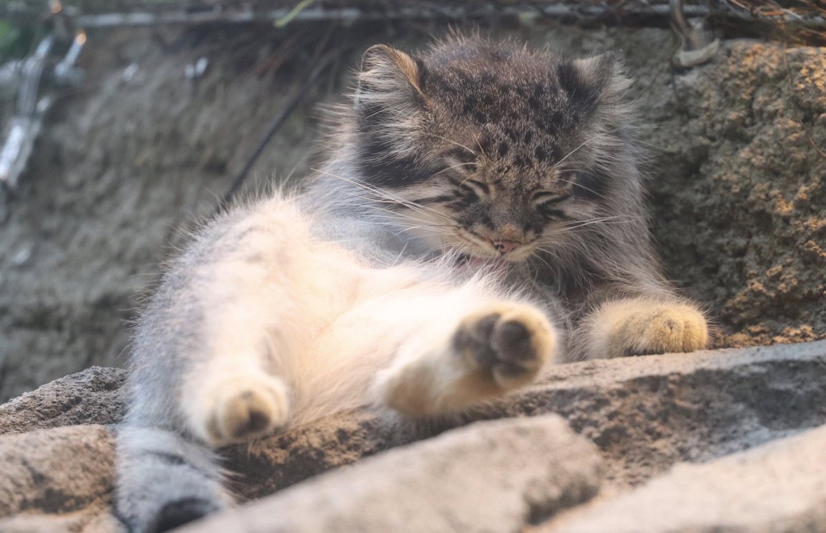 神戸どうぶつ王国 マヌルネコ の エル の思い出画像 し っ 面白い顔して寝てるね かわいいね エルの展示は明日が最後となります お時間合えば会いに来てあげてくださいね