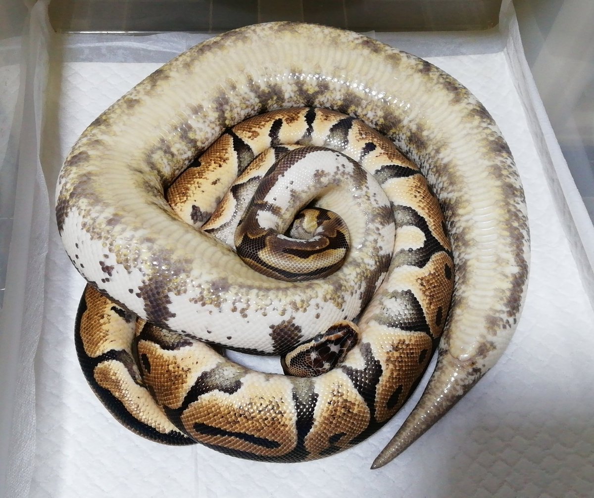 BallPython1207's tweet photo. どんな寝方なの(◎-◎;)
いい夢みてね😪💤💤
おやすみなさい✨
#ボールパイソン
#バナナの家
#ballpyhon https://t.co/9OtlOXphaQ