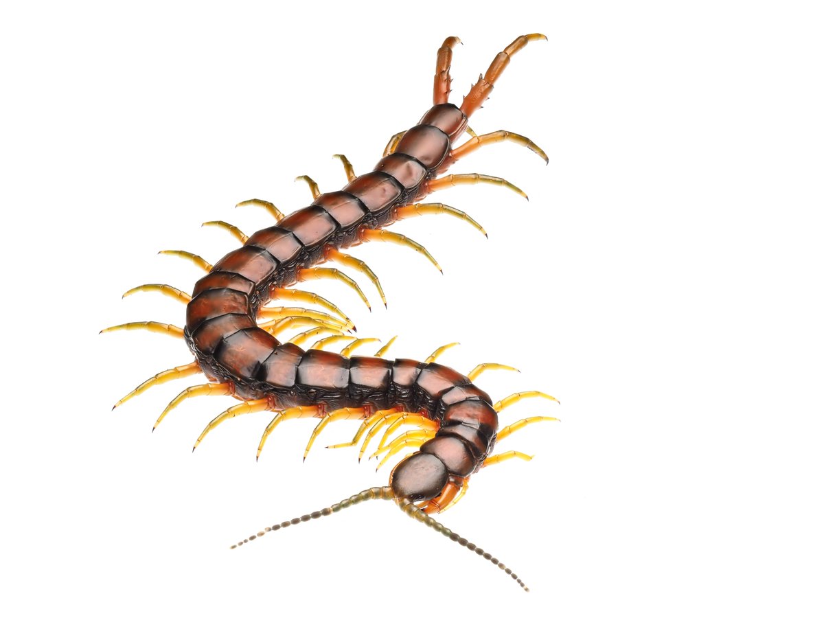 000 いえいえ 日本語でムカデ本をかこうと思ったキッカケの１つでして 私も思い入れがあります 著者はムカデ研究者でscolopendra Dawydoffi を記載したことでも知られています ツイレポ