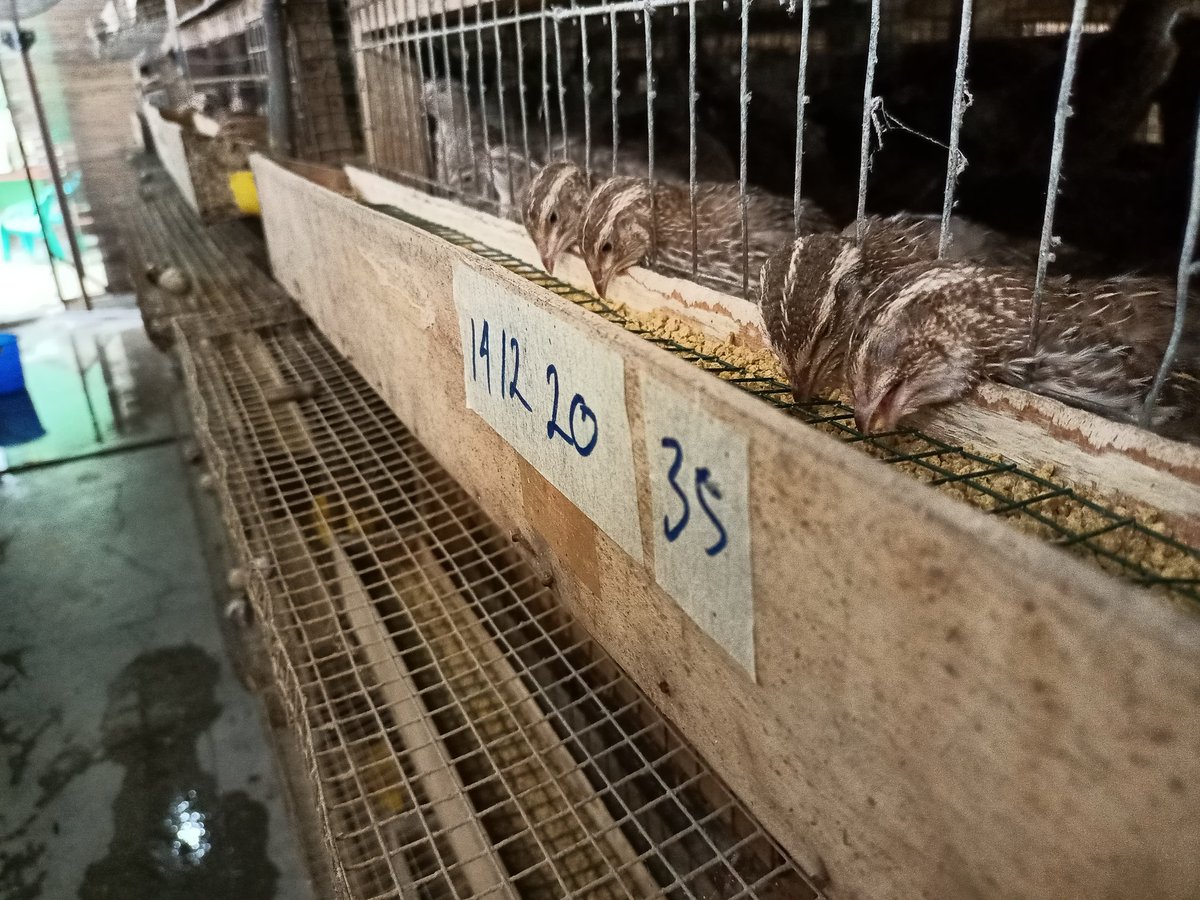 born on December 14, 2020, and now they are 1 month old, they are estimated to be ready to spawn in 15 days. what a perfect growth

#quail #quaileggs #quailfarm #birds
#birdslovely #farming #bobwhitequail #hatching #breeding #layer