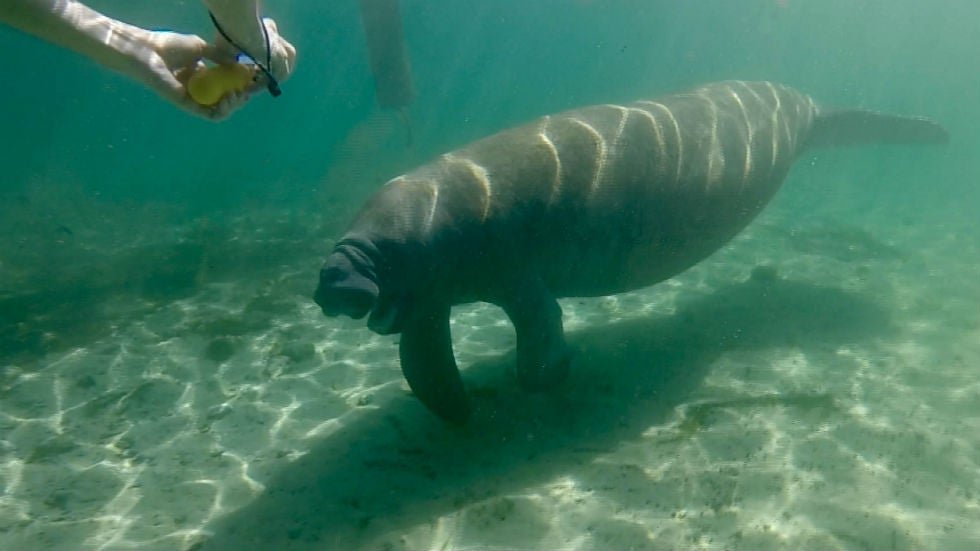 "Guardians of the Galaxy" star Dave Bautista offers $20K reward for information on person who wrote "Trump" on manatee's back hill.cm/nYgnzE4