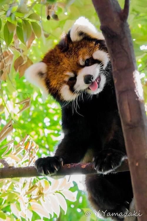 LGNC_me's tweet photo. @BuffyLeBrat Red panda https://t.co/6JJjD34C3c