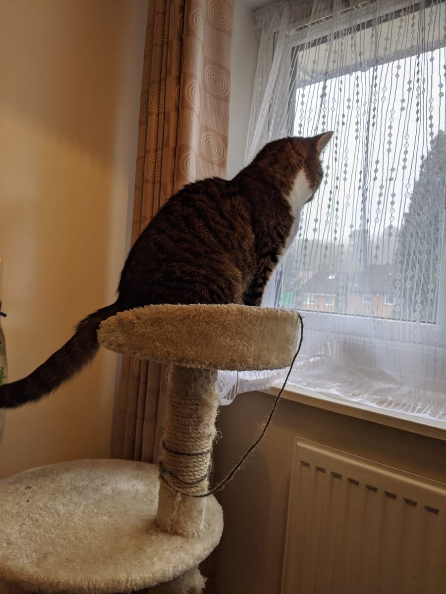 LickeyHillsGolf's tweet photo. Lockdown day 13 
Even the greenkeepers cat is looking outside thinking it's so sad that another  lovely day for golf has gone to waste 🏌️‍♂️🏌️‍♂️🏌️‍♀️🏌️‍♀️☀️☀️
#golf #golfchat #golfer #sunday #turf #greenkeeper #greenkeeping #cat #lockdown https://t.co/HhC6btW0ki
