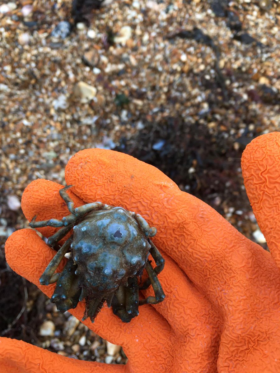Any idea what type of crab this is please? <a href="/fellowfry/">Darren Fry</a> <a href="/HantsIWWildlife/">Hampshire & Isle of Wight Wildlife Trust</a>