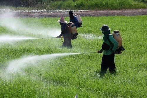 andretrig's tweet photo. Será que o rigor da Anvisa nas análises das vacinas é o mesmo em relação aos agrotóxicos?Já foram licenciados 3064 agrotóxicos no Brasil, 998 desde o início do atual governo. Em outubro,Anvisa autorizou prorrogação do uso do Paraquate, banido em outros países por causar Parkinson https://t.co/OpnNSUxTDG