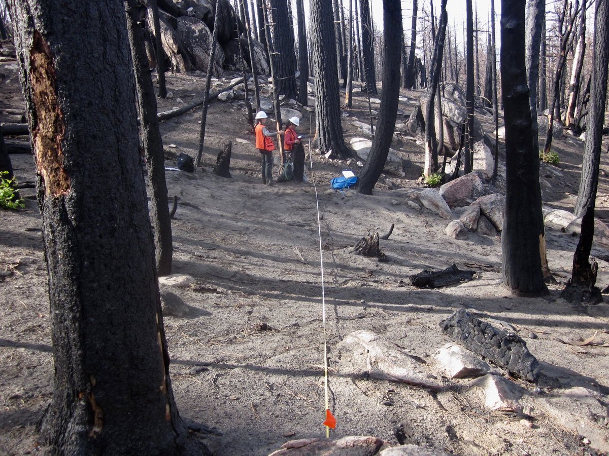 CaFireScience's tweet photo. Dead Trees Fuel Wildfire Severity in Sierra Nevada - via @ucdavisEnviro https://t.co/cVtUSNBxbM https://t.co/XClOfPfNB4