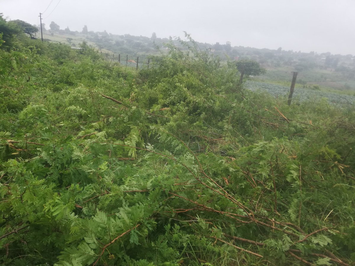 BenicaTheFarmer's tweet photo. Day 1
#Bush clearing
#BenicaFarm 
#Another 1&amp;Half Hectare
#4Winter Cabbage

Isende LeNdlela https://t.co/vALVkulC4s