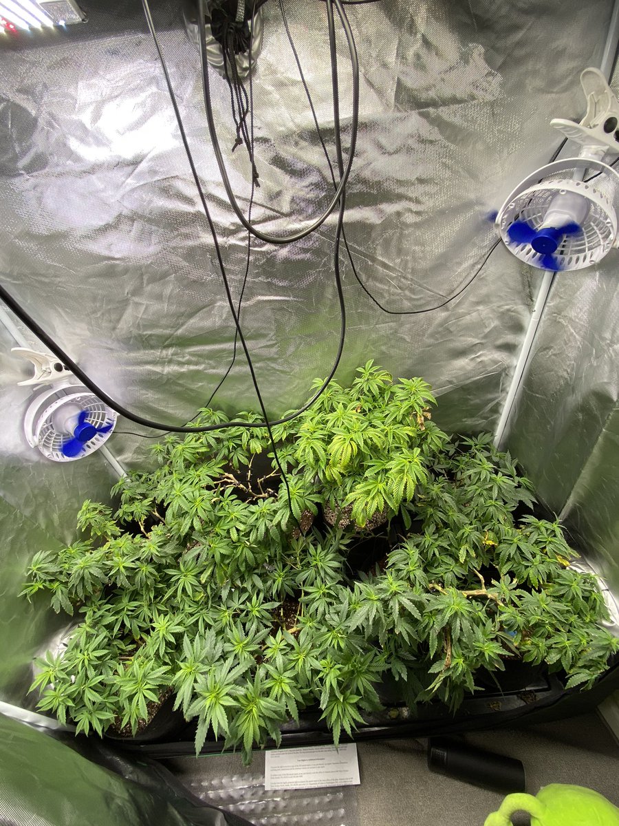 ConnaitreFinest's tweet photo. Packed tent life
#packedlife #cannabisculture #homegrown #cultivator #thastack #bigbayarea #cannabis #CannabisCommunity #gardening https://t.co/cUyUuCmaXP