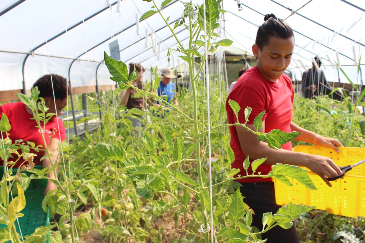 Are you a sort-of farmer? A want-to-be urban farmer? A farm intern who enjoyed the experience? 

Farming is takes dedication, focus, interest and drive - if you have that, send your resume! We value tenacity!

greensgrow.org/get-involved/j…
