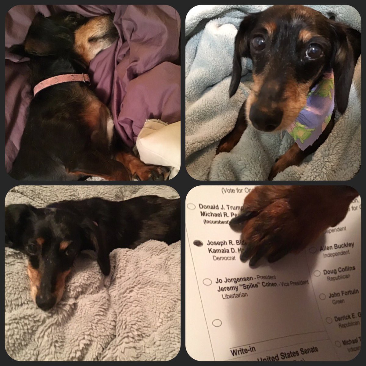peachgeek's tweet photo. Her #top4of2020 for #Dachshunds https://t.co/tdzp8GSAt1